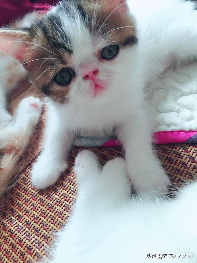 宠儿香猫咪营养膏:猫咪一定要吃营养膏吗?不吃可不可以？