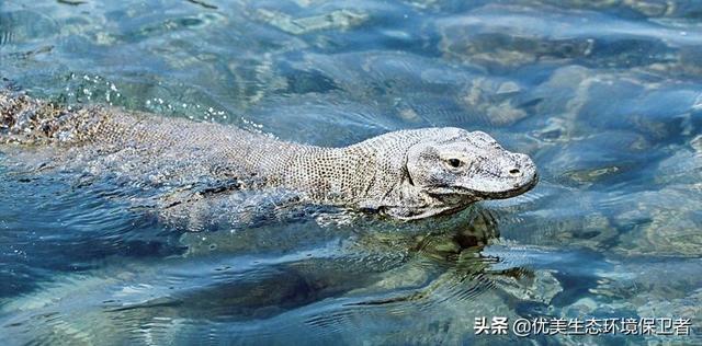 科莫多巨蜥天敌是谁，平头哥蜜獾对上科莫多巨蜥，平头哥蜜獾能弄死科莫多巨蜥吗