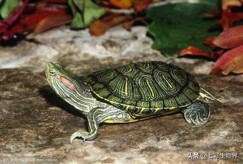 世界上最吓人的乌龟用英语怎么说:世界上最大的乌龟之一英语怎么说 世界上最丑陋的东西是什么？