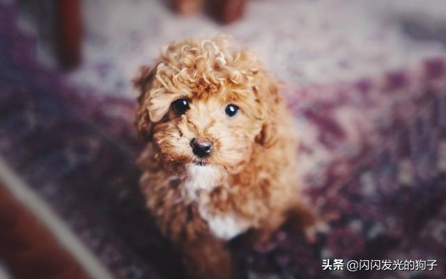泰迪体臭:两个多月的泰迪为什么掉毛？