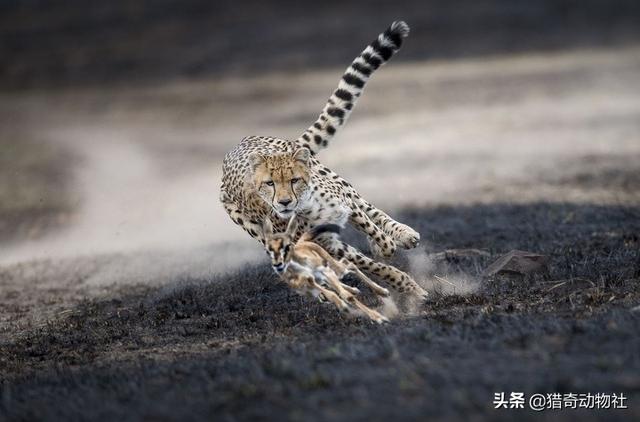 速度与猎豹不相上下的格雷伊猎犬:世界上什么动物跑的最快？
