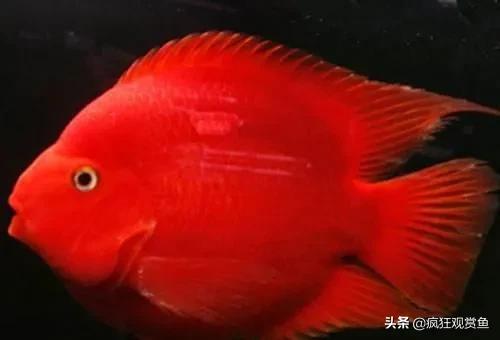 多彩鹦鹉鱼:冷水鹦鹉鱼和草金还有锦鲤鱼的区别是什么？
