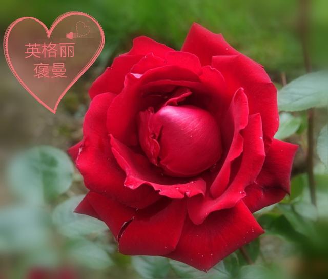 优秀月季花品种介绍百度网:名贵月季十大品种是哪些品种？