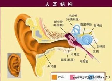 耳部结构图:该如何区分外耳道炎和中耳炎？