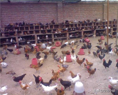 散养鸡舍:农家散养土鸡比养鸡场的商品鸡贵几倍，是否物有所值？