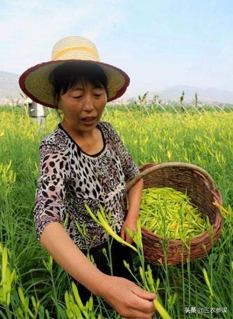忘忧草黄花菜:再不快点黄花菜都凉了，为什么都说黄花菜，干嘛不说大白菜