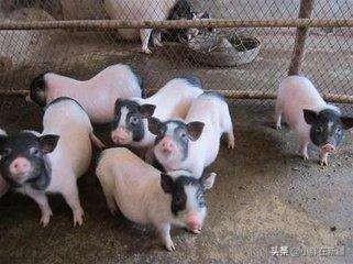 育民村香猪养殖场:哈尔滨巴马香猪养殖场 巴马香猪可以天天酒漕吗？