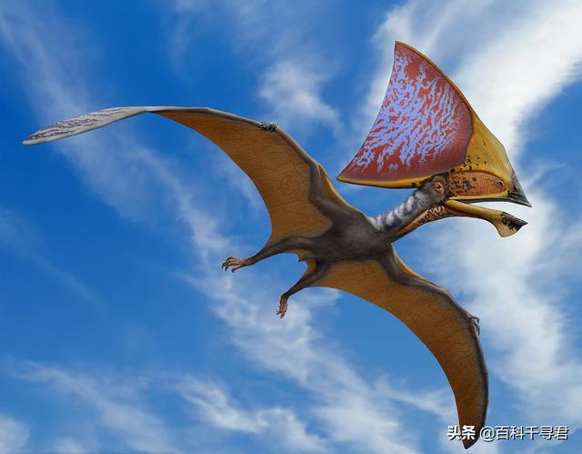 美国捕获的翼龙，请问恐龙时代的翼龙究竟有多重？它是怎么可以在天上飞的？