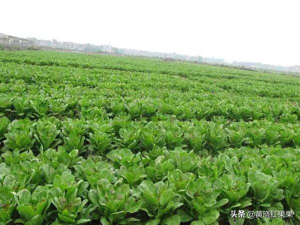 狗茎蝴蝶结胀大:怎样种莴笋?要预防什么？