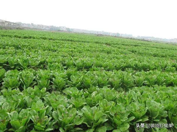 狗茎蝴蝶结胀大:怎样种莴笋?要预防什么？