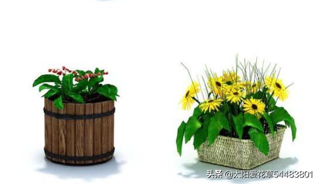 薄雪万年草 夏天:夏天家庭养花，有哪些要点特别需要注意？