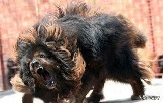 中国沙皮犬喜叫程度:我国最可怕的四种猛犬是什么狗？为什么？