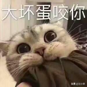 调皮的咖啡猫:2个多月大的英短蓝猫越来越淘气是怎么回事？