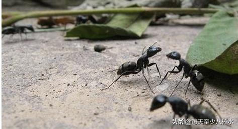 有蚂蚁怎么灭掉呀:有蚂蚁怎么灭掉 家里都是蚂蚁，有什么办法灭掉？