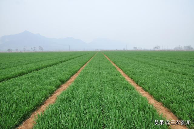 小麦田多花黑麦草用什么药防除:用什么农药可以除掉麦田里的菵草？