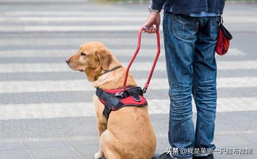 导盲犬珍妮和陈燕:导盲犬与主人坐公交被拒，委屈的被骂哭了是怎么回事？你怎么看？