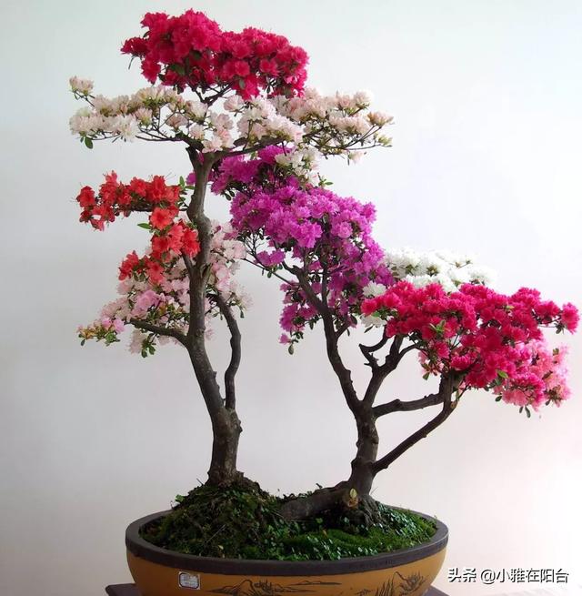 四季杜鹃花夏天怎么养:想要杜鹃花健康生长，在培育的时候，应该如何进行浇水和修剪？