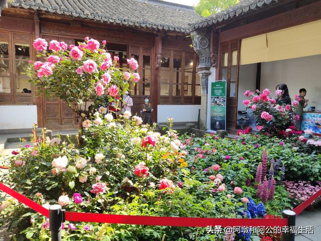 vents月季花品种介绍及图片:大游行月季花应该如何养殖？有哪些方法技巧？