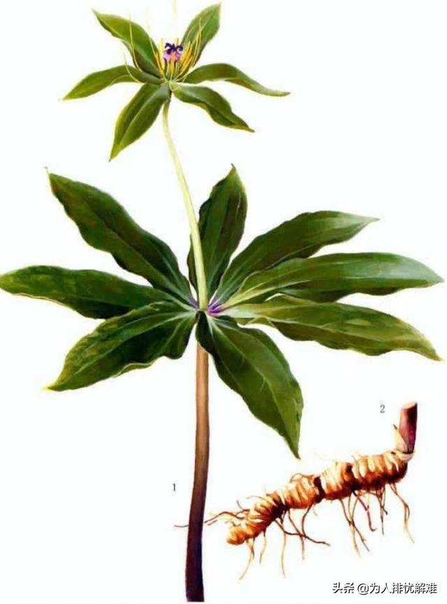 头条问答 - 药店的中草药七叶一枝花(重楼)为什么一克3元?(4个回答)