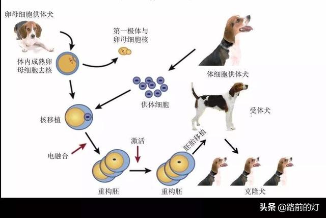 复活成功的灭绝动物:对于那些濒危物种为什么不提前保存他们的基因以便以后克隆呢