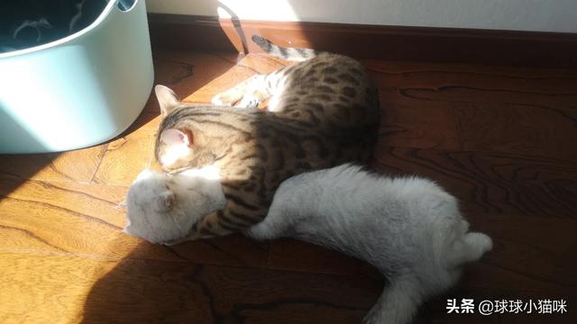 辅猫吧:家里人不让养猫了怎么办？