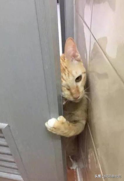 逃出可爱猫咪房间:八个月大的银渐层母猫刚到新家，已经躲了一整天，该怎么办？