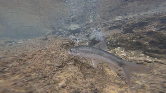 亚峰水族搬家:水上面建鸡场，上面养鸡，下面养鱼，这样的养殖基地可行吗？