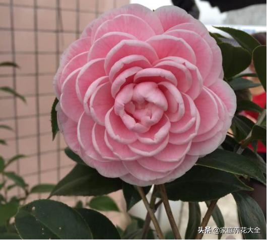 锈壁虱用何种药:锈壁虱专用药有哪些 阿维菌素最主要杀什么害虫？
