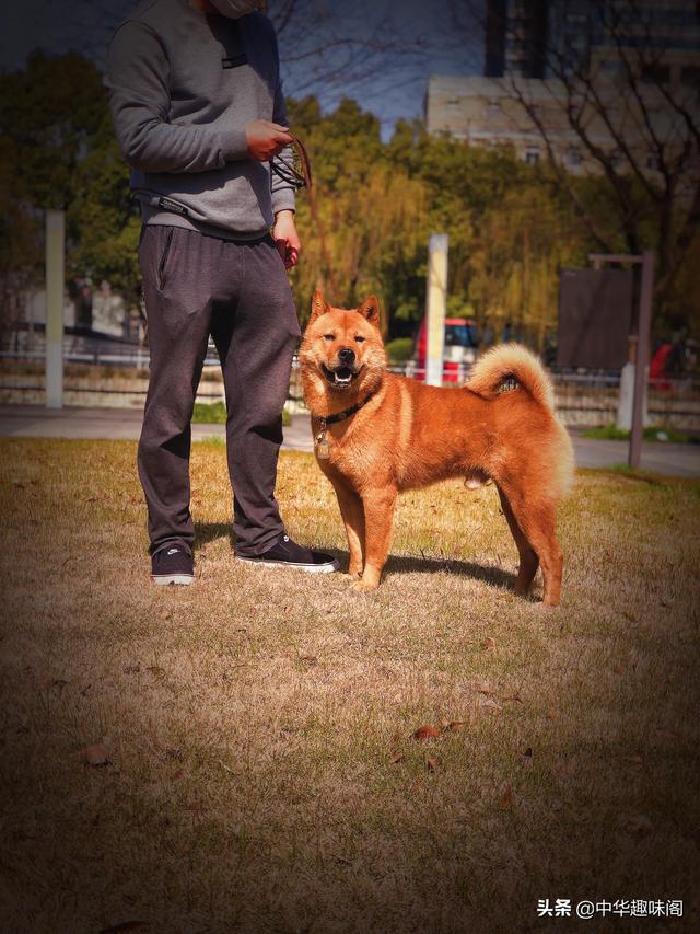 中华田园犬为什么禁养:如何看待安徽合肥拟禁养中华田园犬等将近40种犬种？