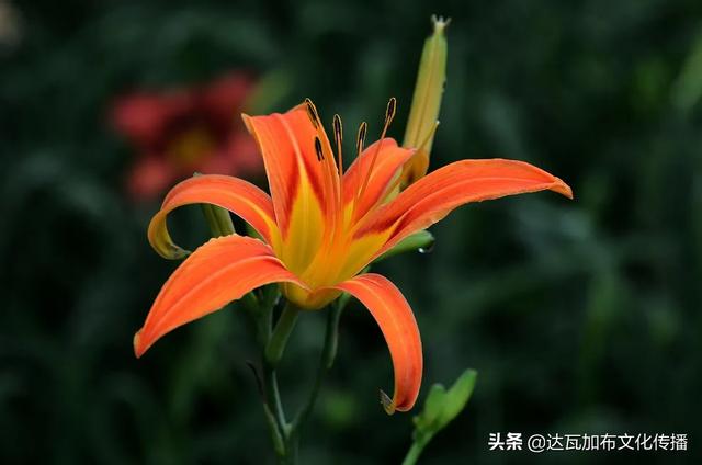 吴樾老婆:「陌上花开，可缓缓归矣」这句诗中里的花，可能是什么花？