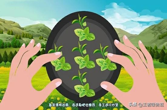 绿茶品种,绿茶包括哪些品种的茶叶？