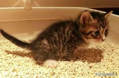 猫咪不乖by:猫咪好像不开心，怎么办？