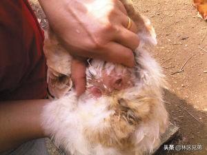 鸡大肠杆菌病临床表现:放养鸡许多病的临床表现非常相似甚至雷同，如何调查疾病？