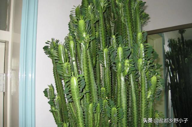 巴西龙骨:巴西龙骨的养殖方法和注意事项 施什么肥料能让整株龙骨翠绿枝繁叶茂？