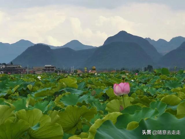 普者黑和泸沽湖哪一个更值得去呢