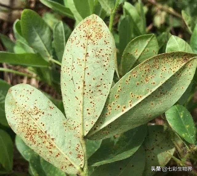 花生黑蚜虫怎么防治:花生蚜虫危害后，花生根部黑影响花生产量吗？