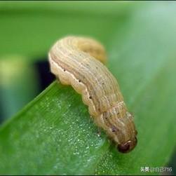 法国贵妇犬蛾 采集:种植谷子，易发生粘虫危害，要如何防治呢？