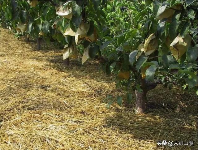 头条问答 大家都知道 用秸秆覆盖在地面上 可以有效防止杂草 可是为什么果农们很少这么做 大别山鹰的回答 0赞