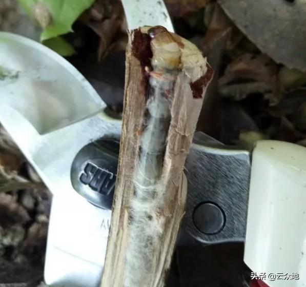 乙酰氨基阿维菌素:乙酰氨基阿维菌素和阿维菌素的区别 怎样才能预防草地贪夜娥？