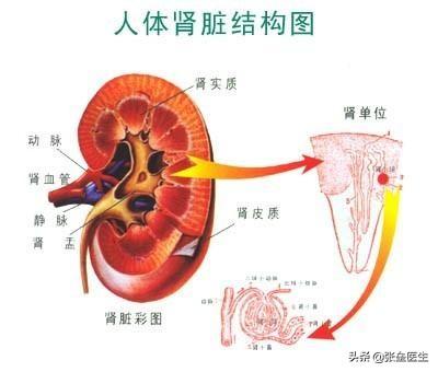 重庆啤酒细螺旋体病:为什么喝啤酒会导致嘌呤高？