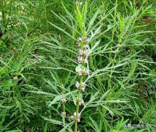 植物壮阳排行榜，在乡下，百草为药，农村常见的中草药，你认识有几种