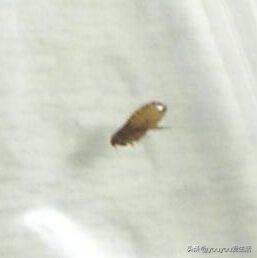 寄生虫性皮肤病特征:博美身上有寄生虫的特征是什么？