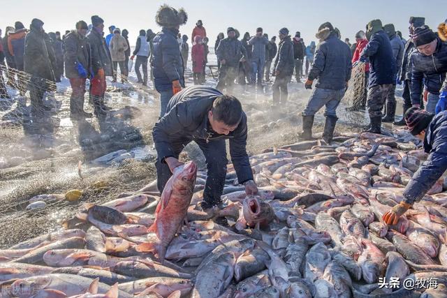 淡水鱼种类图片大全:哪些淡水鱼做烤鱼比较好吃？