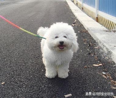 小比熊犬图片:比熊犬有什么样的缺点呢？