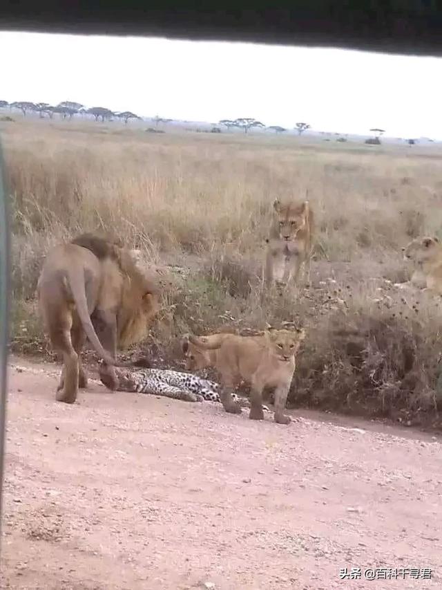 非洲豹是猎豹还是花豹:美洲豹非洲豹花豹猎豹豹子 有人说最厉害的花豹也打不过斑鬣狗，这是为什么？