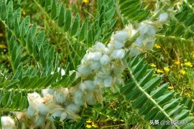 灵毒二代大灵:中药材黄茋怎样培植？如何达到高产？