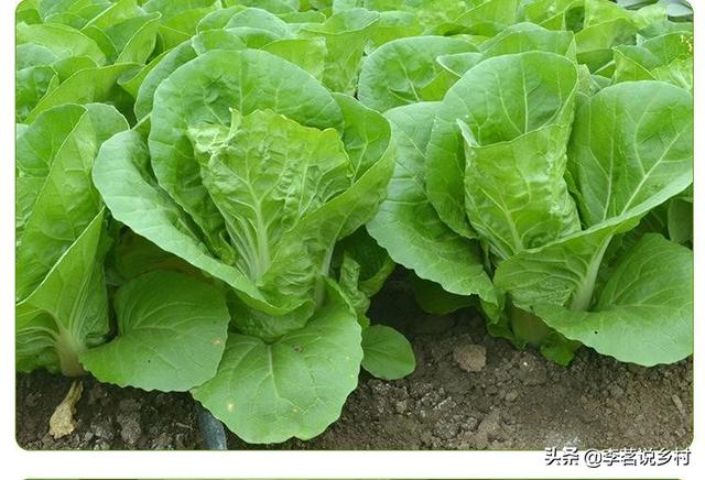 头条问答 大白菜对环境条件的要求有哪些 26个回答