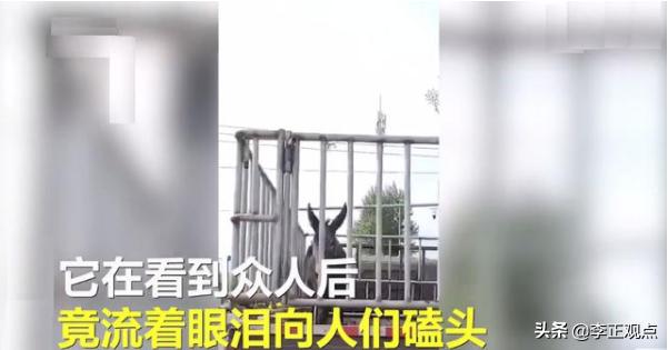 秋田犬八公图片:吉林一毛驴临死前流泪磕头求饶，好心人花九千元买下，怎么回事？