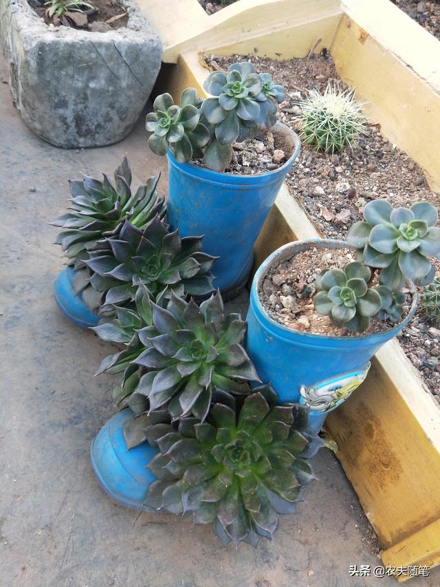 头条问答 把多肉种满阳台是一种什么体验 杰妈爱美食的回答 0赞