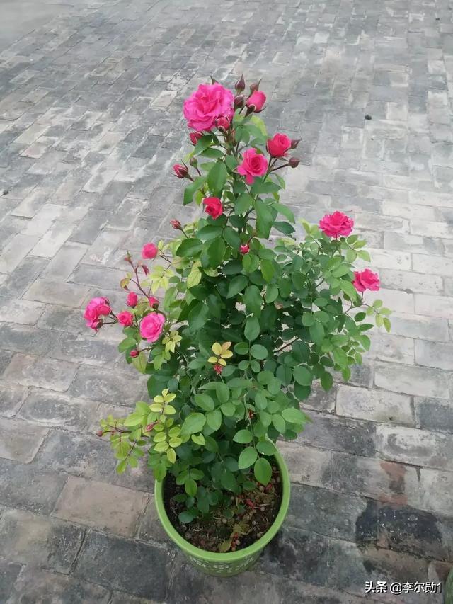 如果你在乡下有一个小院子,你会用它做什么？